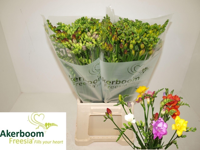 <h4>Freesia du mix</h4>