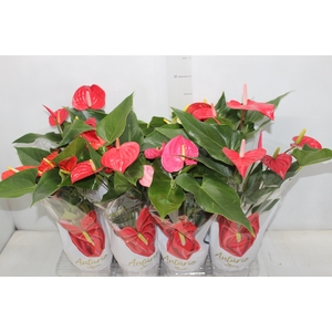 ANTHURIUM VARIADO P15