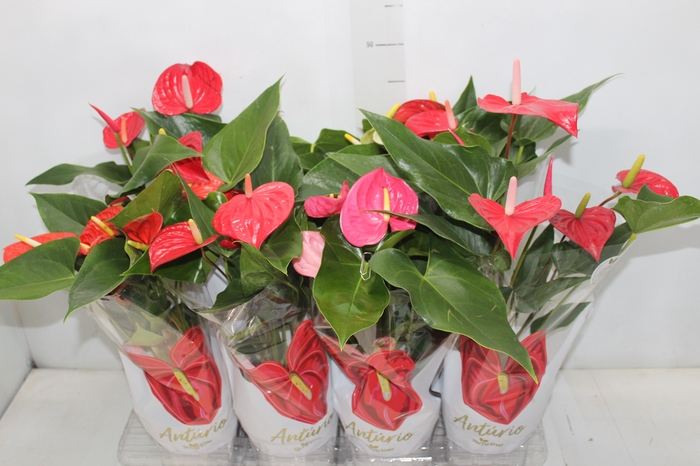 <h4>ANTHURIUM VARIADO P15</h4>