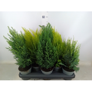 Conifers   ...mix