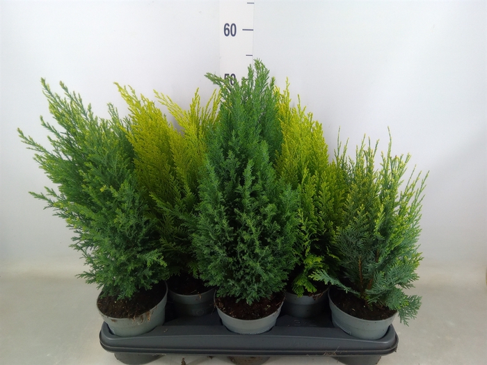 <h4>Conifers   ...mix</h4>