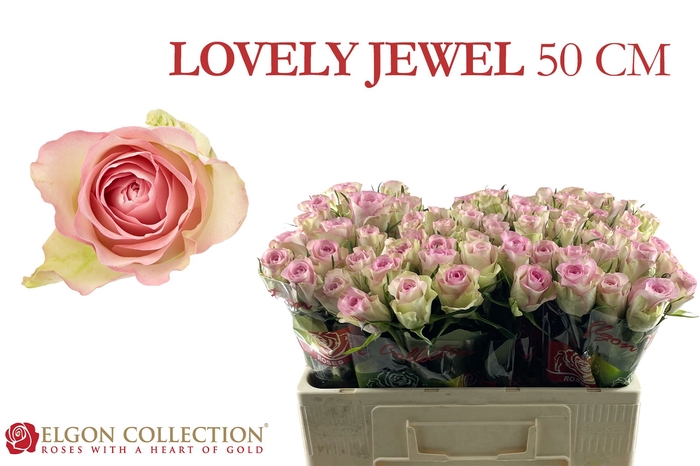 <h4>R GR LOVELY JEWEL</h4>