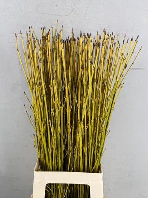Cornus Flaviramea Geel