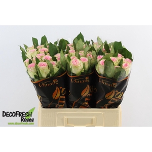 R GR LICHT ROSE
