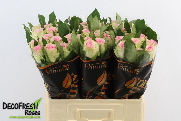<h4>R GR LICHT ROSE</h4>