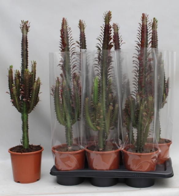 <h4>EUPHOR TRIG RUBRA</h4>