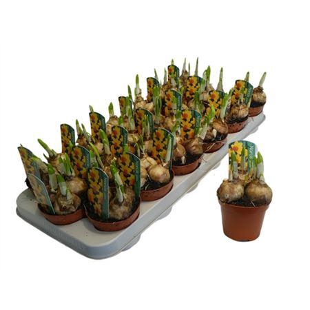 <h4>Narcis Jetfire</h4>