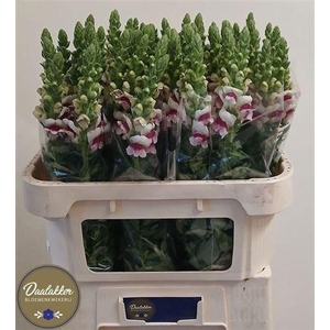 Antirrhinum Poto Plumbloss