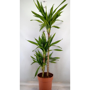 Dracaena frag. 'Riki'