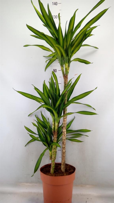 <h4>Dracaena frag. 'Riki'</h4>