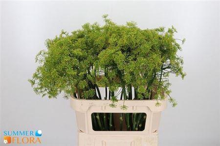 <h4>Anethum Graveolens</h4>