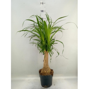 Beaucarnea recurvata