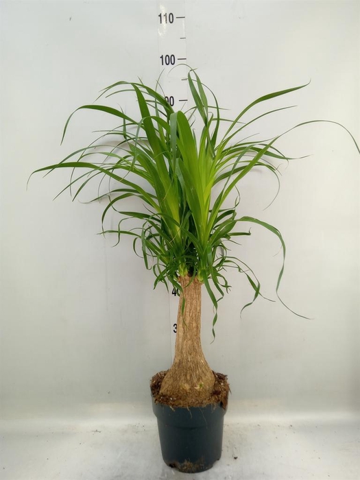 <h4>Beaucarnea recurvata</h4>