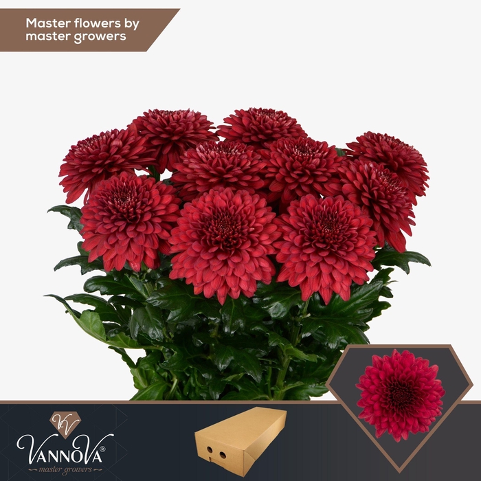 <h4>Chr G Lamira Red</h4>