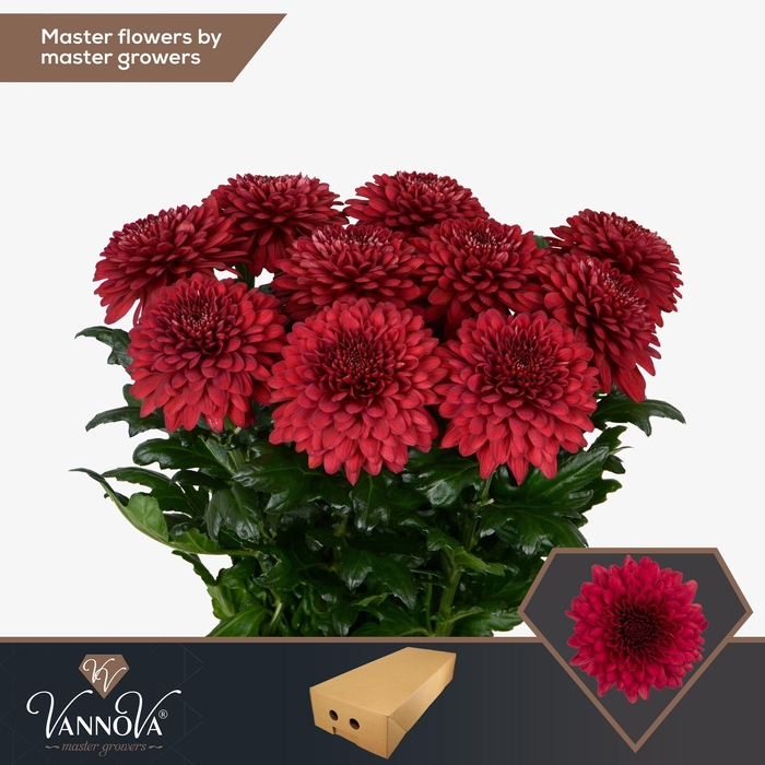 <h4>Chr G Lamira Red</h4>