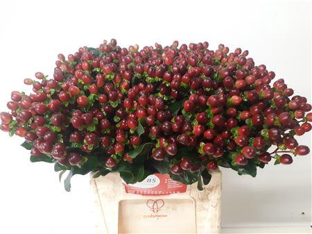 <h4>HYP COCO MONTANA</h4>