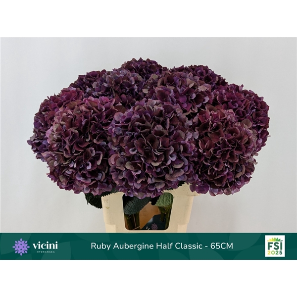<h4>Ruby Aubergine Half Classic - 65CM</h4>