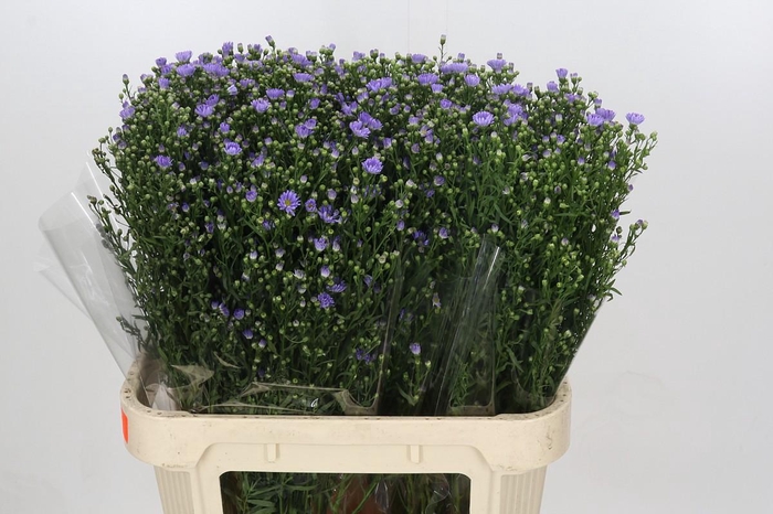 <h4>Aster Cassandra</h4>