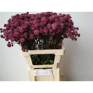 Astrantia Mag Diamonds Rd