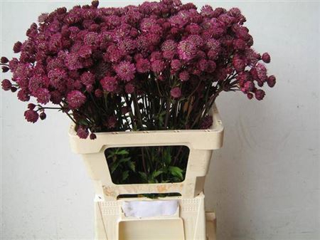 <h4>Astrantia Mag Diamonds Rd</h4>