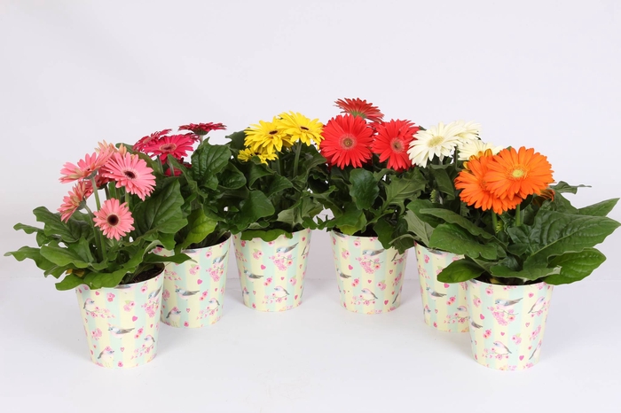 <h4>Gerbera Gemengd 2+ Beker Birds & Flowers</h4>