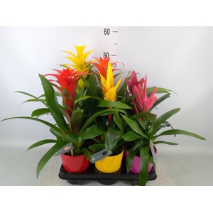 Bromelia   ...mix