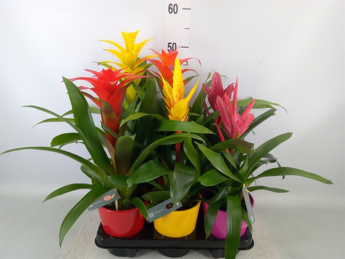 <h4>Bromelia   ...mix</h4>
