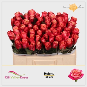 R GR HELENE