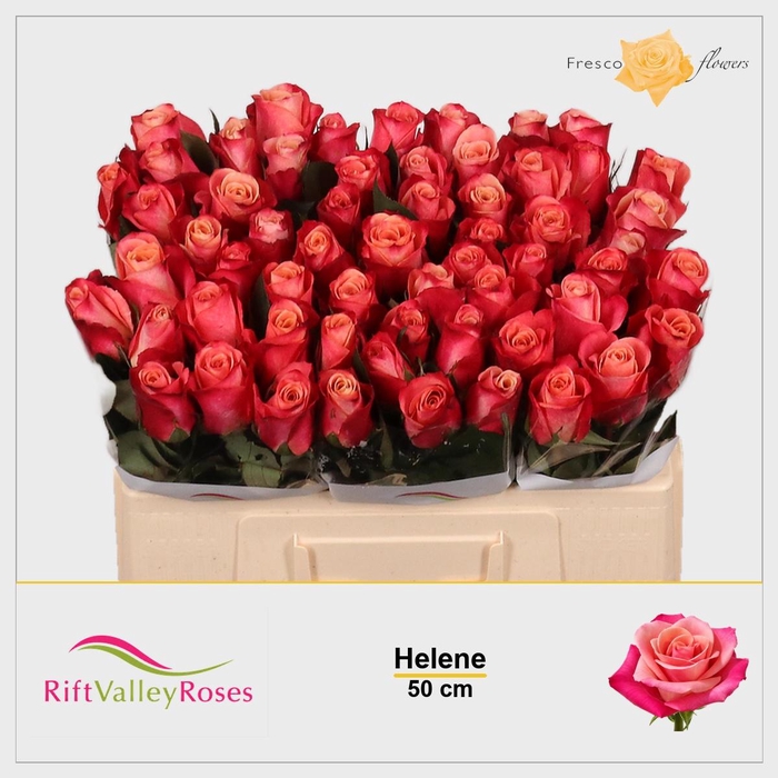 <h4>R GR HELENE</h4>