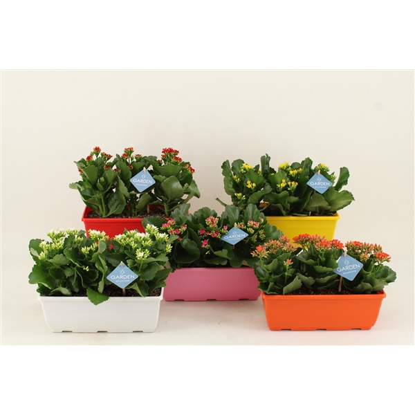<h4>Kalanchoe blossfeldiana Calanday gemengd</h4>