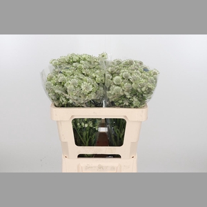 Astr Billion Star Xl