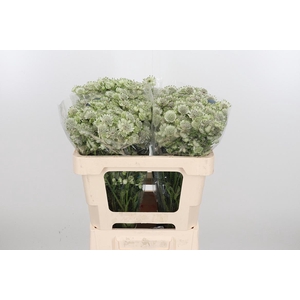 Astr Billion Star Xl