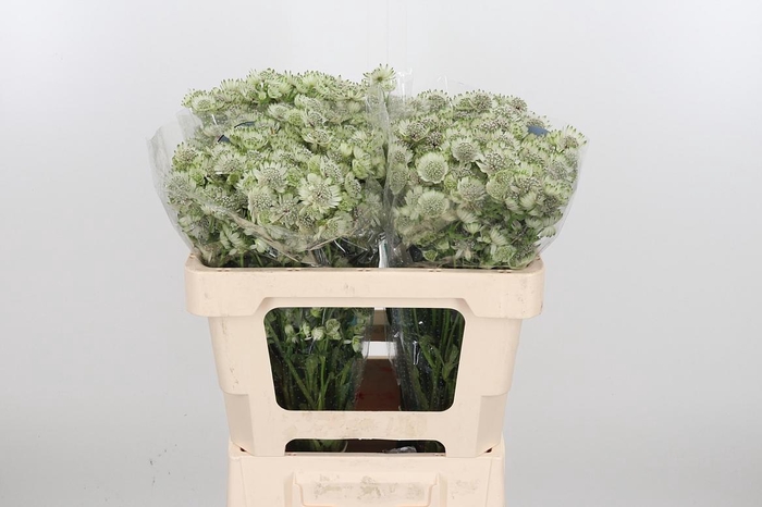 <h4>Astr Billion Star Xl</h4>