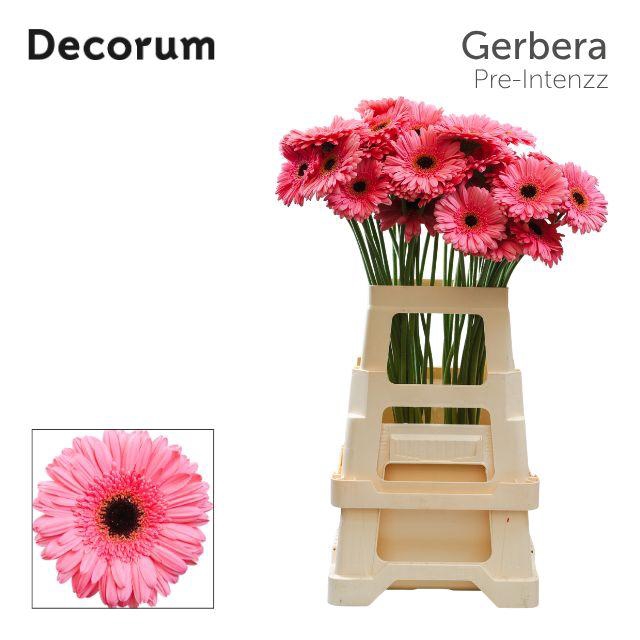 <h4>Gerbera Pre-Intenzz Water x40 Lang</h4>