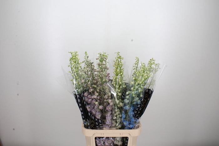 <h4>Delph Gemengd</h4>