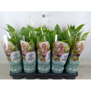 Spathiphyllum  'Bellini'