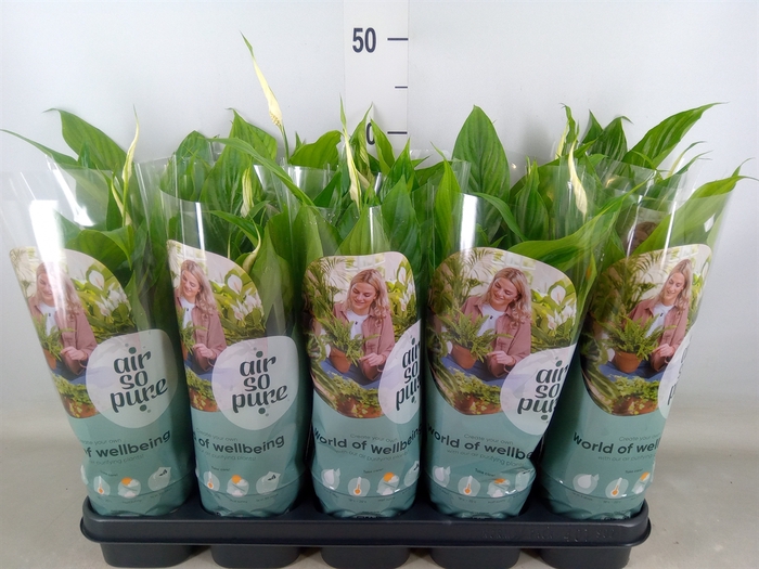 <h4>Spathiphyllum  'Bellini'</h4>