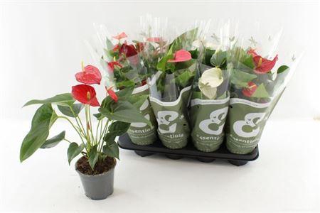 <h4>Anthu An Gem 4 Kl 4+</h4>