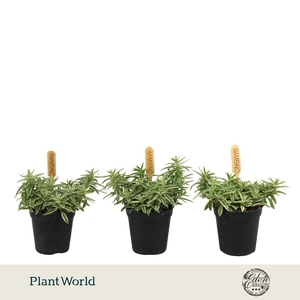 Sedum Lineare 5,5cm