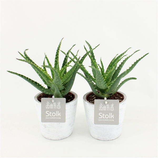 <h4>Aloe Arborescens 10,5 in White Wash pot</h4>