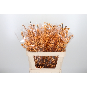 Ilex Golden Verboom