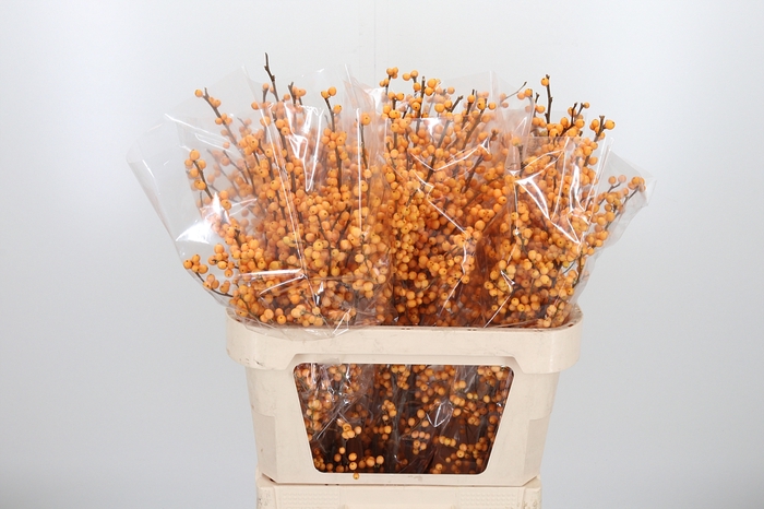 <h4>Ilex Golden Verboom</h4>