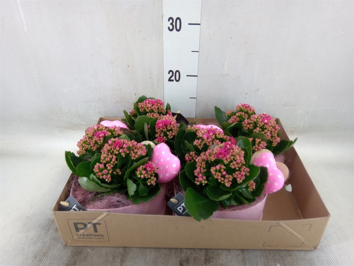 <h4>Arr.   Planten L%</h4>