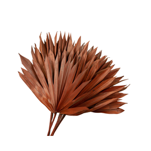 Palm Sun Brown
