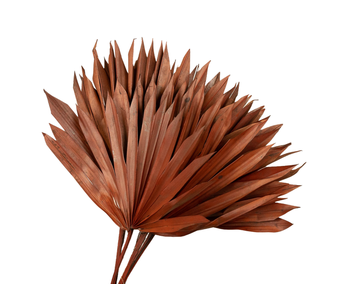Palm Sun Brown