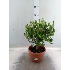 Olea europaea