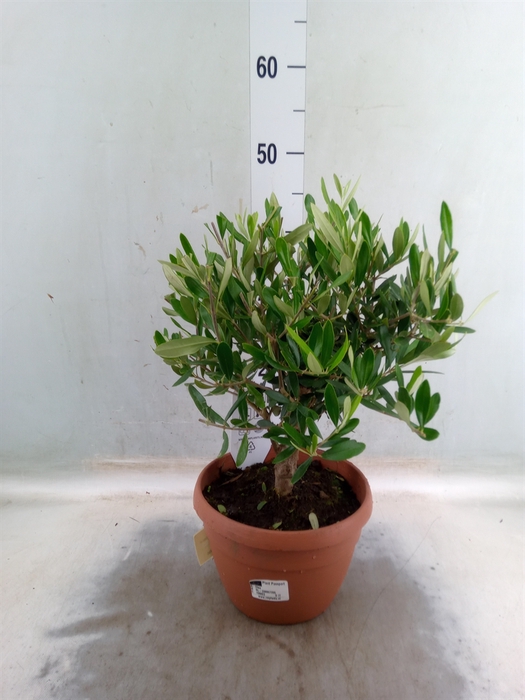 <h4>Olea europaea</h4>
