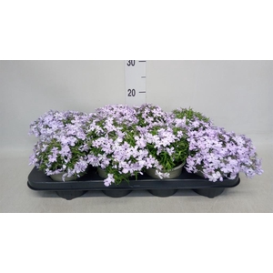 Phlox sub.