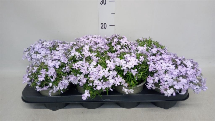 <h4>Phlox sub.</h4>