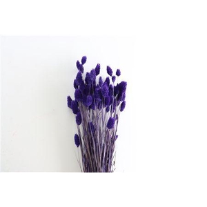 Dried Phalaris X5 Purple Bunch
